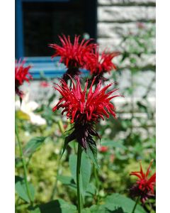 Monarda, Hybrid Beebalm 'Jacob Cline'