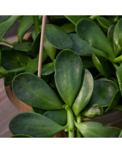 Senecio Jacobsenii 'Trailing Jade'