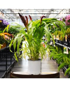 6.5"" Pot