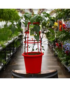 Capsicum, Hot Pepper 'Jalapeno' Patio Planter with Trellis