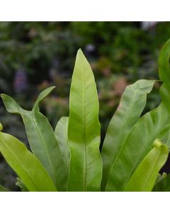 Asplenium Antiquum 'Japanese Bird's Nest Fern'