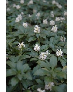 Pachysandra, Japanese Spurge