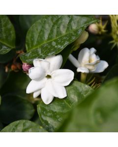 Jasminum Sambac 'Ariabian Jasmine'