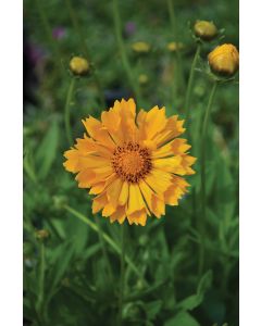 Coreopsis, Large Flowered Tickseed 'Jethro Tull'