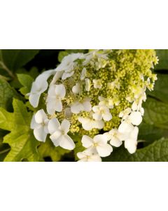 Hydrangea, Oakleaf 'Jetstream™ First Editions' 
