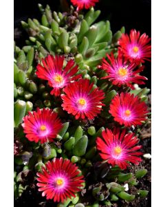 Delosperma, Ice Plant 'Jewel of Desert Garnet