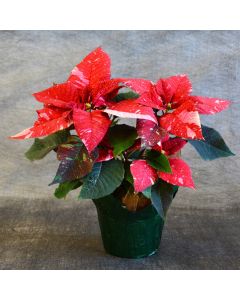 Jingle Bells Poinsettia with Foil Cover