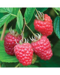 Rubus, Raspberry 'Joan J'