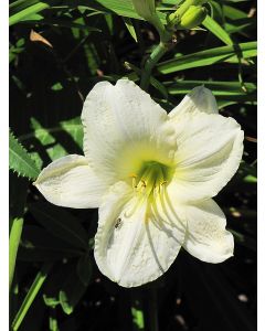 Hemerocallis, White Daylily 'Joan Senior'