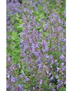Nepeta, Cat's Meow Catmint 'Junior Walker™'