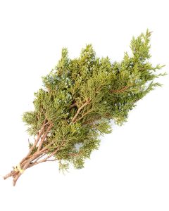 Juniper 'Oregon Juniper'