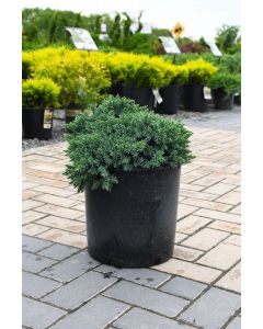 Juniperus, Himalayan Juniper 'Blue Star'