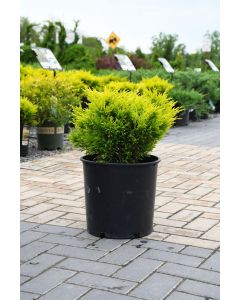 Juniperus, Creeping Juniper 'Limeglow™'