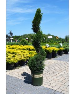 Juniperus, Chinese Juniper 'Mint Julep®'