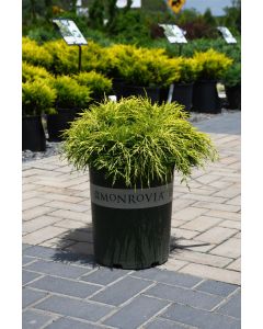 Juniperus, Hybrid Juniper 'Sea of Gold®'