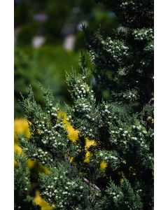 Juniperus, Chinese Juniper 'Trautman'