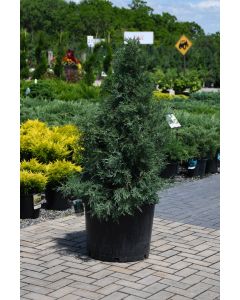 Juniperus, Rocky Mountain Juniper 'Medora' (Large Sizes)