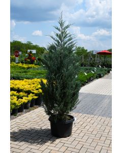 Juniperus, Rocky Mountain Juniper 'Moonglow'