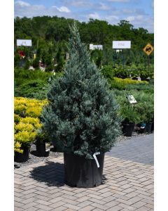 Juniperus, Rocky Mountain Juniper 'Moonglow' (Large Sizes)