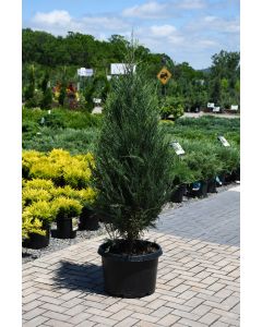 Juniperus, Rocky Mountain Juniper 'Sky Rocket' (Large Sizes)
