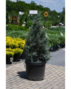 Juniperus, Rocky Mountain Juniper 'Wichita Blue' (Large Sizes)