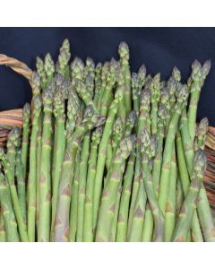 Asparagus, 'Jersey Knight'