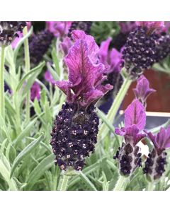 Lavandula, Spanish Lavender 'Anouk'