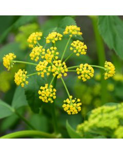 Zizia, Golden Alexanders 'Minnesota Native'