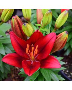 Lilium, Dwarf Asiatic Lily 'Tiny® Rocket'
