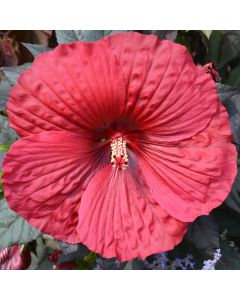 Hibiscus, Summerific® 'Holy Grail'