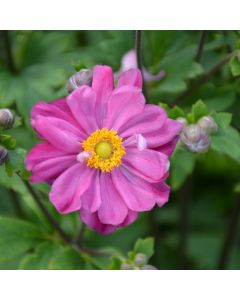 Anemone, Curtain Call 'Deep Rose'