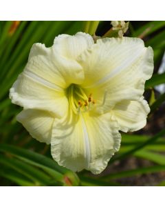 Hemerocallis, White Daylily 'Joan Senior'