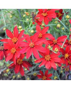 Coreopsis, Tickseed Sizzle And Spice® 'Hot Paprika'