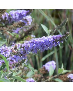 Buddleia, Butterfly Bush Monarch® 'Glass Slippers'