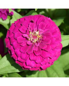 Zinnia, Zesty™ 'Purple'