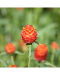 Gomphrena, Qis 'Orange'