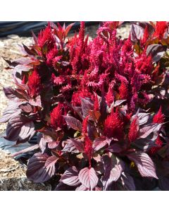 Celosia, New Look® 'Red'