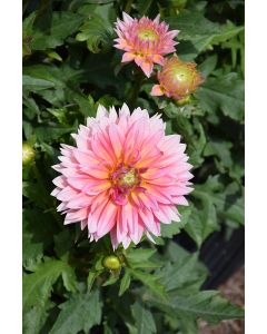 Dahlia, Venti™ 'Passion Fruit'