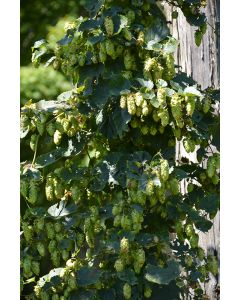 Humulus, Ornamental Hops 'Cascade'