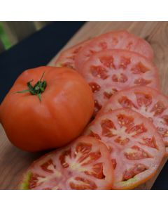 Solanum, Pole Tomato 'Supersteak'
