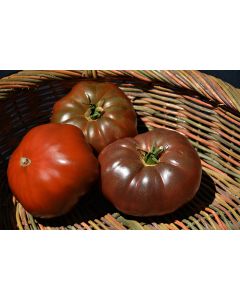 Solanum, Pole Tomato 'Cherokee Purple Heirloom'