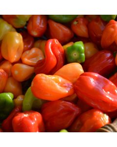 Capsicum, Hot Habanero Pepper