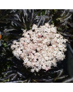 Sambucus, Elderberry 'Laced Up®'