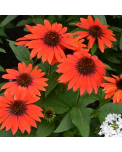 Echinacea, Coneflower 'Sombrero® Flamenco Orange'