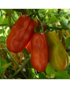 Solanum, Pole Tomato 'San Marzano Heirloom'