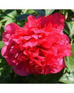 Paeonia, Garden Peony 'Command Performance'