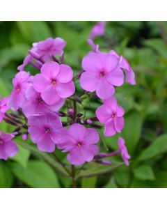 Phlox, Garden Super Ka-Pow™ 'Pink'