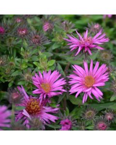 Aster, New England 'Pink Crush' 