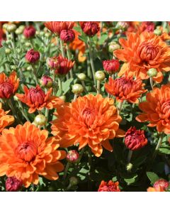 Chrysanthemum, Igloo Fall Mum 'Autumn Spice'