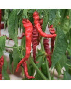 Capsicum, Hot Cayenne Pepper